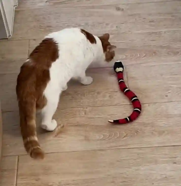 Jouet Chat Serpent Interactif photo review