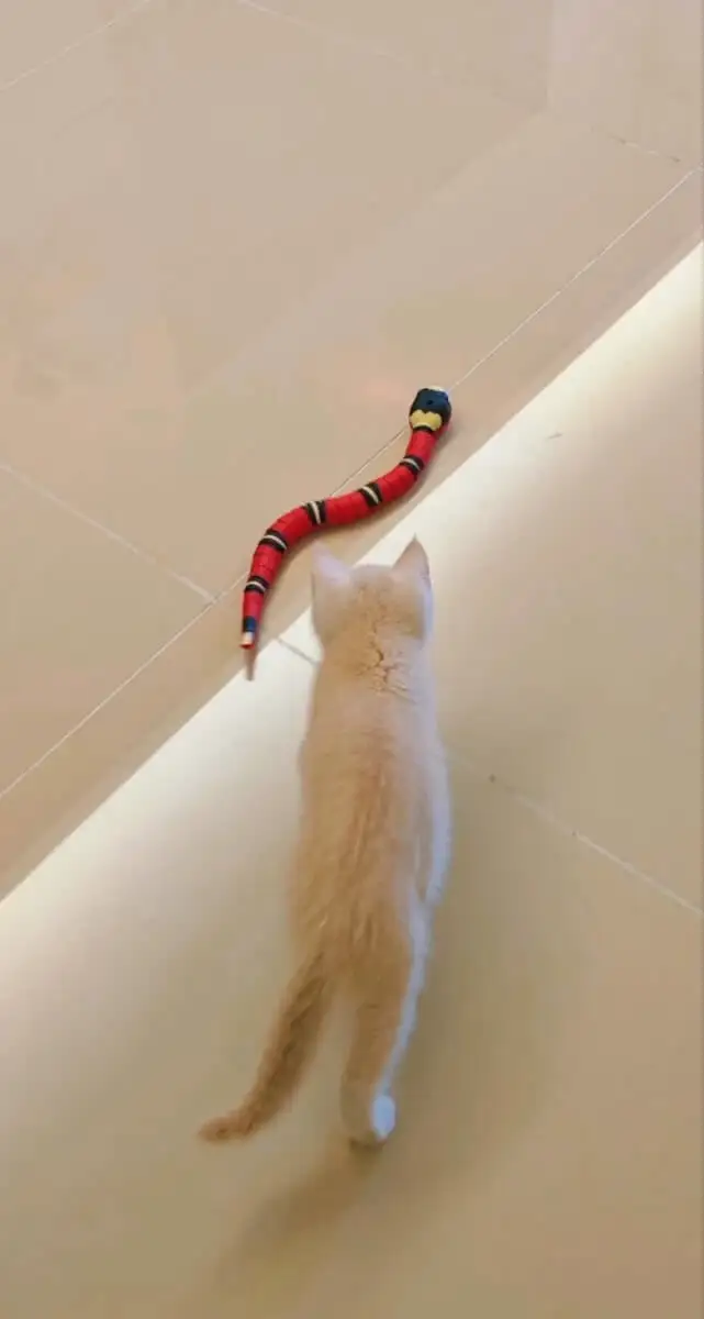 Jouet Chat Serpent Interactif photo review