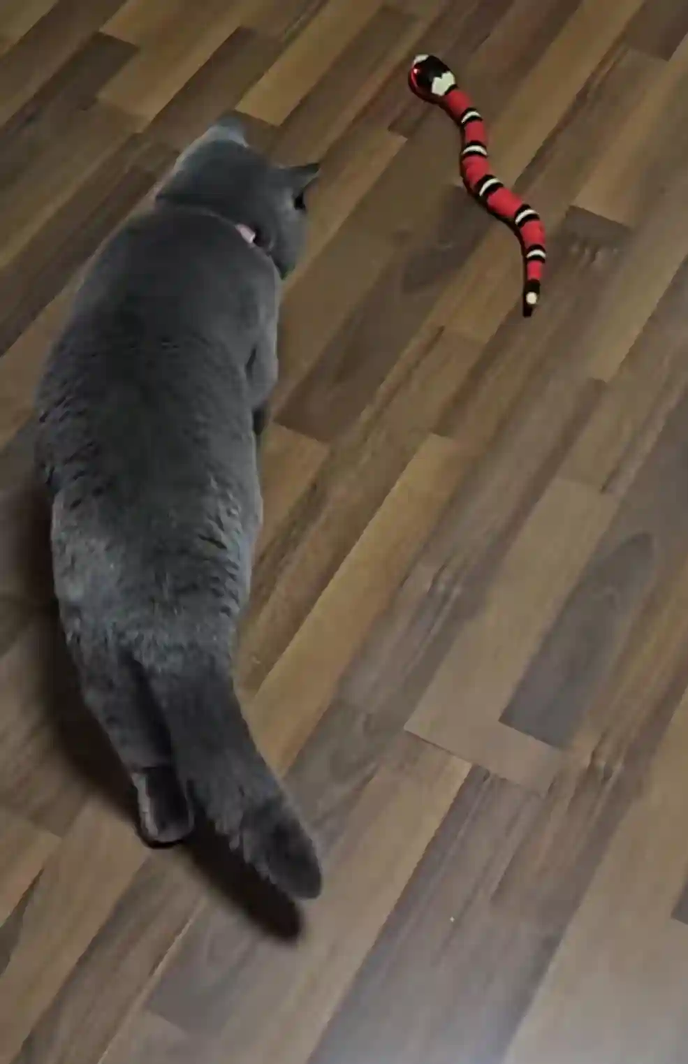 Jouet Chat Serpent Interactif photo review
