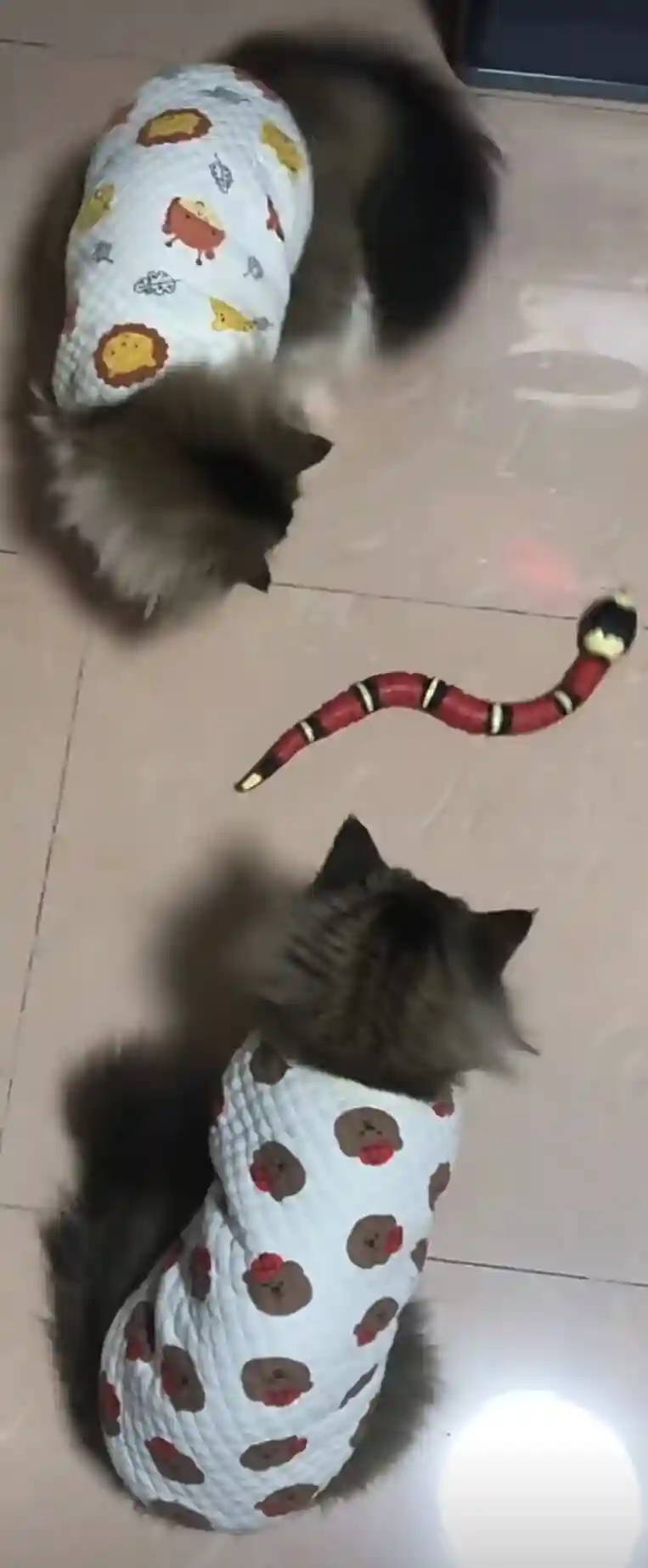 Jouet Chat Serpent Interactif photo review