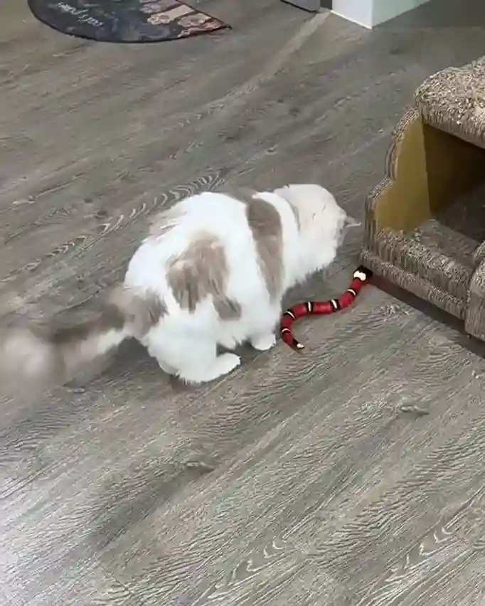 Jouet Chat Serpent Interactif photo review