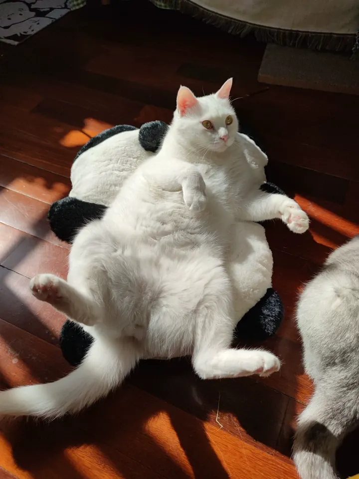 Coussin Pour Chat Panda photo review