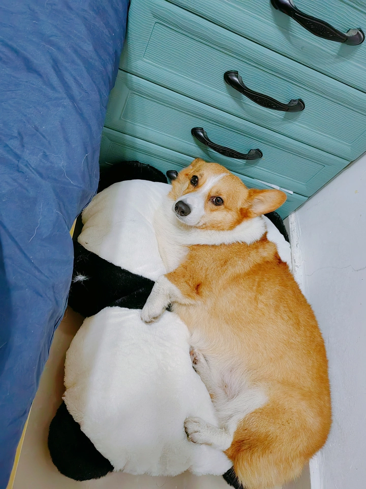 Coussin Pour Chien Panda photo review