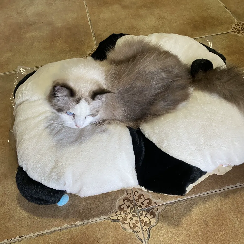 Coussin Pour Chat Panda photo review