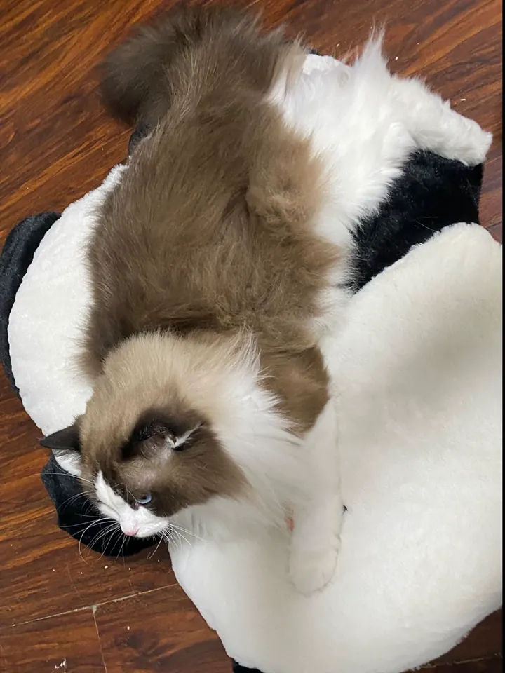 Coussin Pour Chat Panda photo review