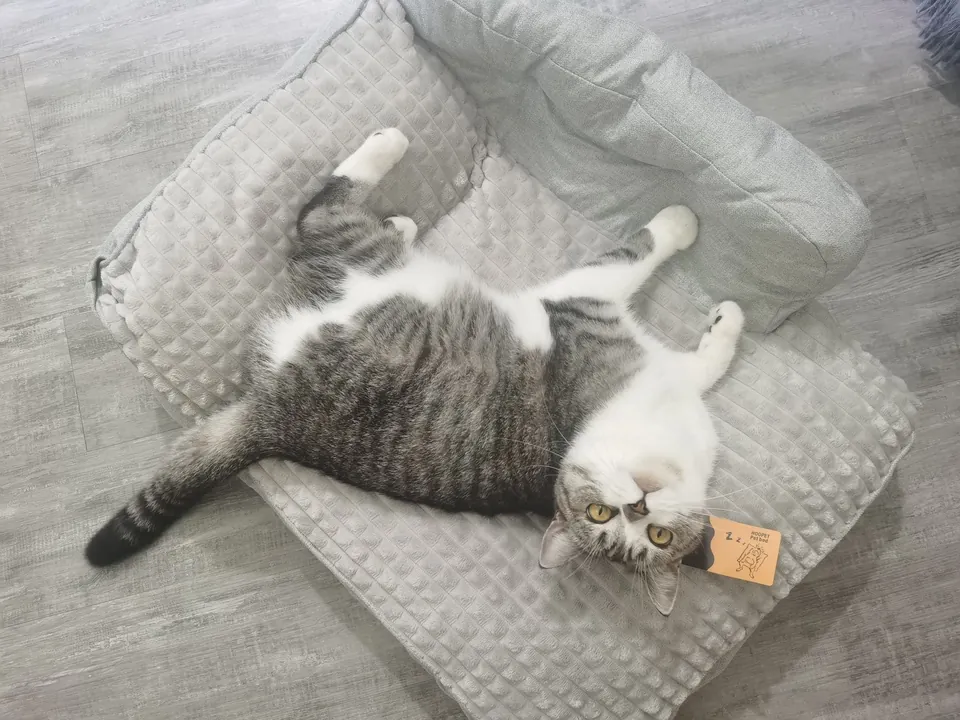 Lit & Coussin Pour Chats 2 en 1 photo review