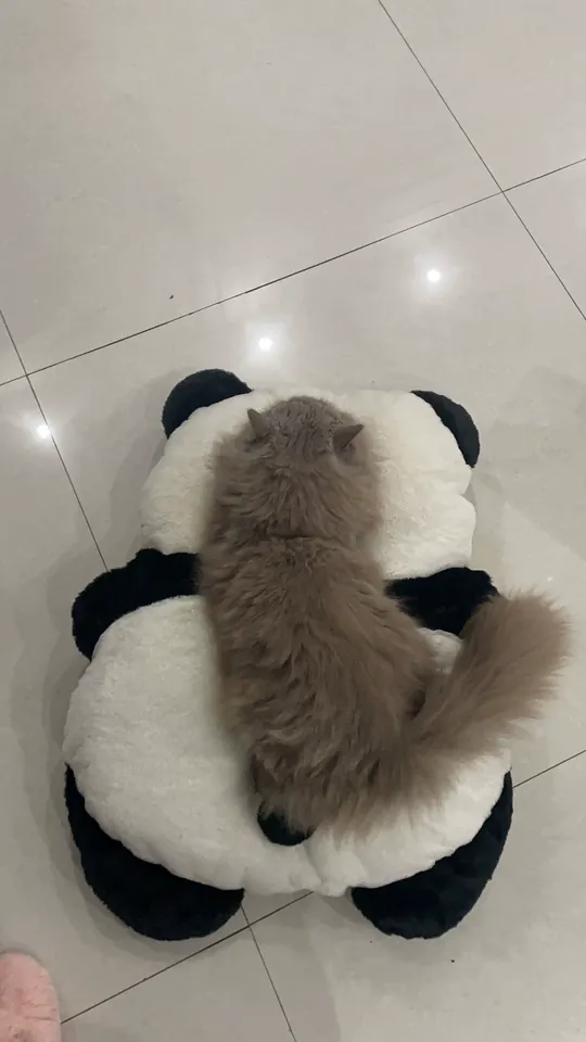 Coussin Pour Chat Panda photo review