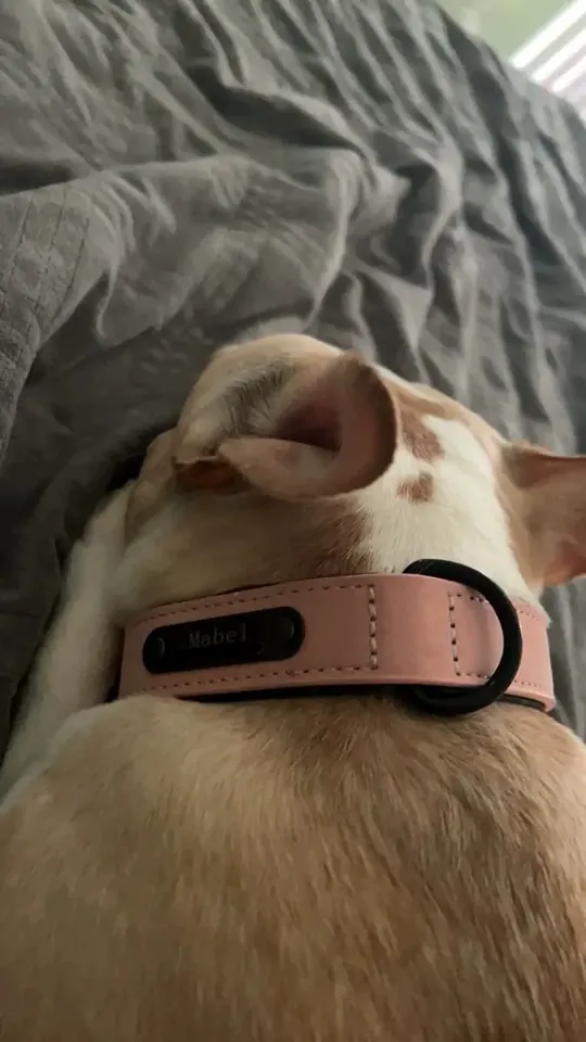 Collier Chien Cuir Personnalisable Beauty photo review