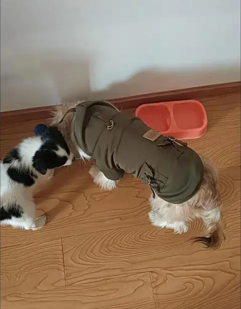 Manteau Pour Petit Chien À Capuche Schön photo review