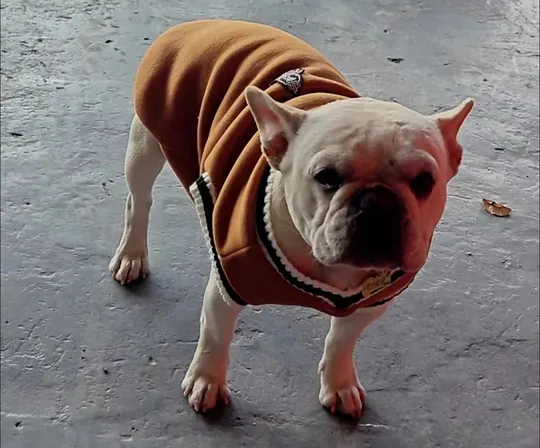 Pull Pour Petit Chien Campus photo review