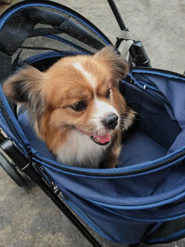 Poussette Pour Chien Tout Terrain Jardin photo review