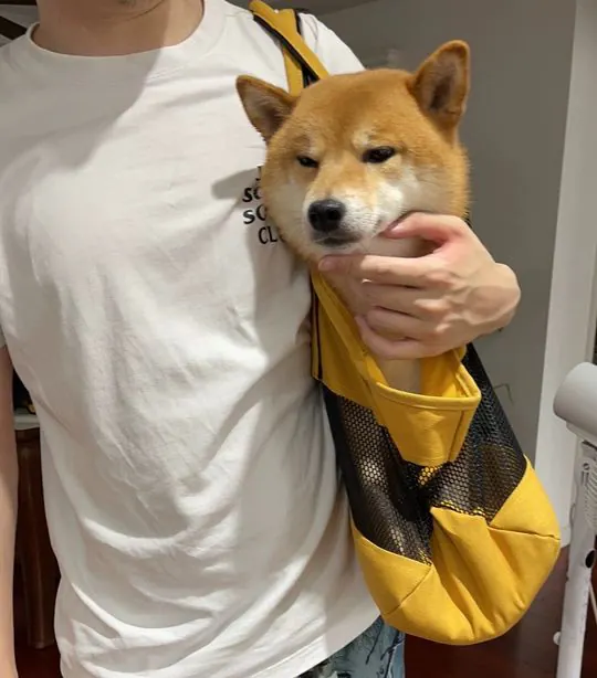 Sac Chien Avec Bretelle Moda photo review