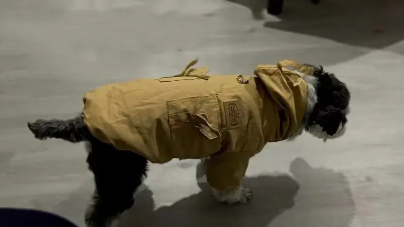 Manteau Pour Petit Chien À Capuche Schön photo review