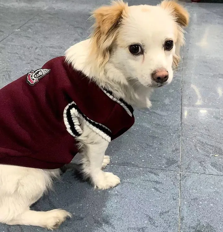 Pull Pour Petit Chien Campus photo review