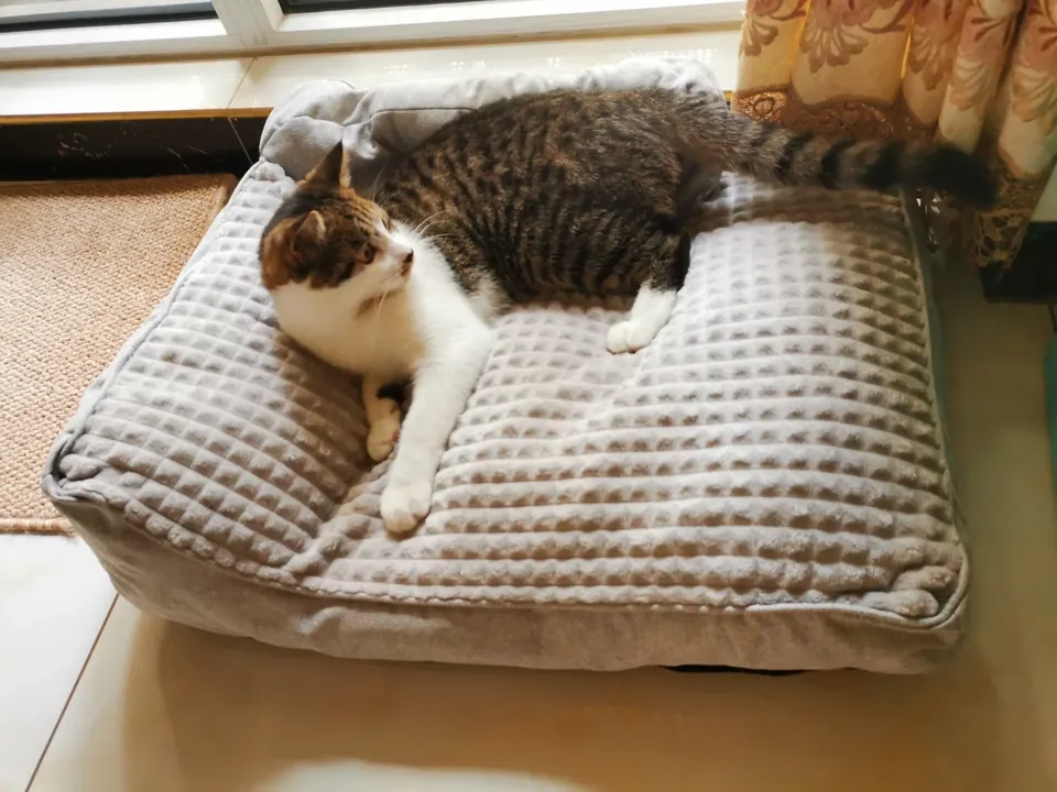 Lit & Coussin Pour Chats 2 en 1 photo review