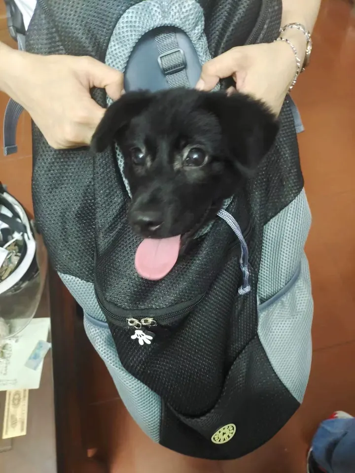 Sac De Transport Chien Vamos photo review