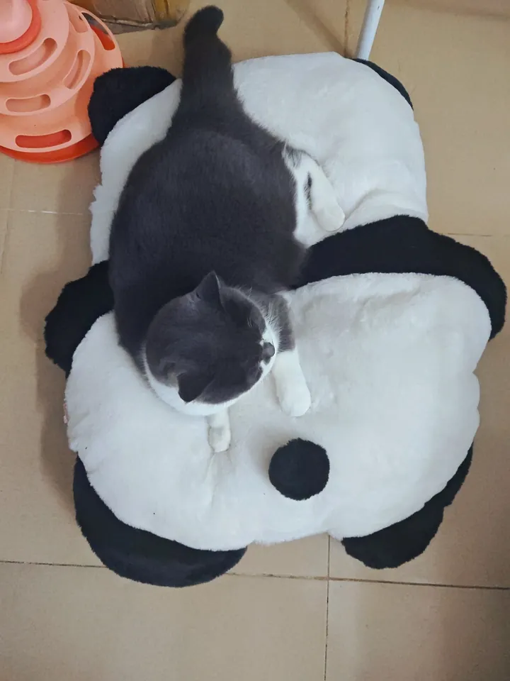 Coussin Pour Chat Panda photo review