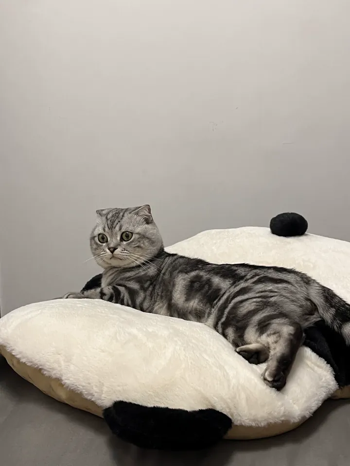 Coussin Pour Chat Panda photo review