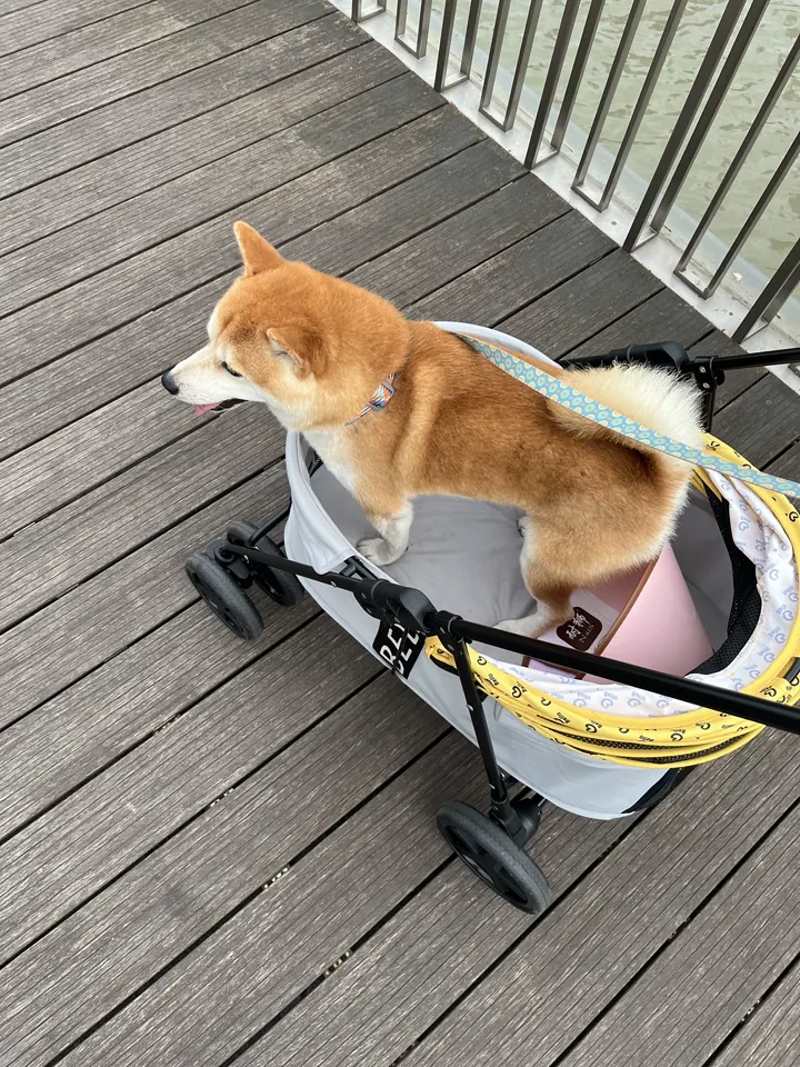 Poussette Pour Chien Tout Terrain Jardin photo review