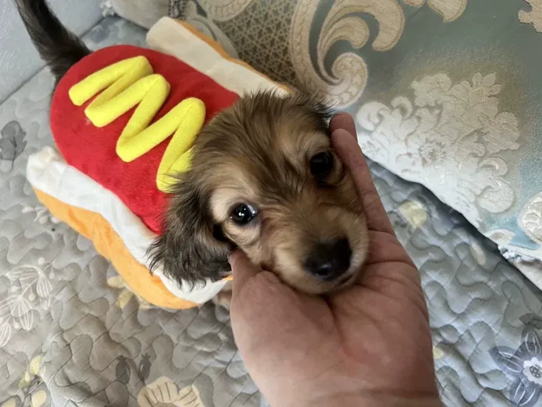 Costume Pour Chien Hotdog photo review