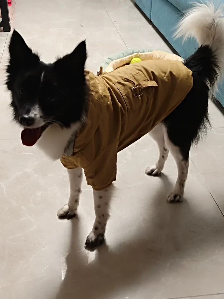 Manteau Pour Petit Chien À Capuche Schön photo review