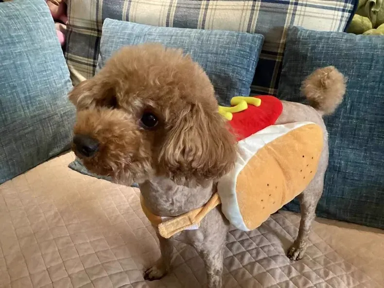 Costume Pour Chien Hotdog photo review