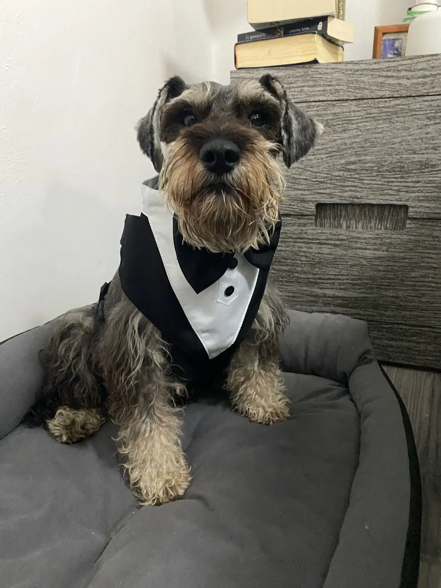 Harnais et Costume Mariage Pour Chien Bow Tie photo review