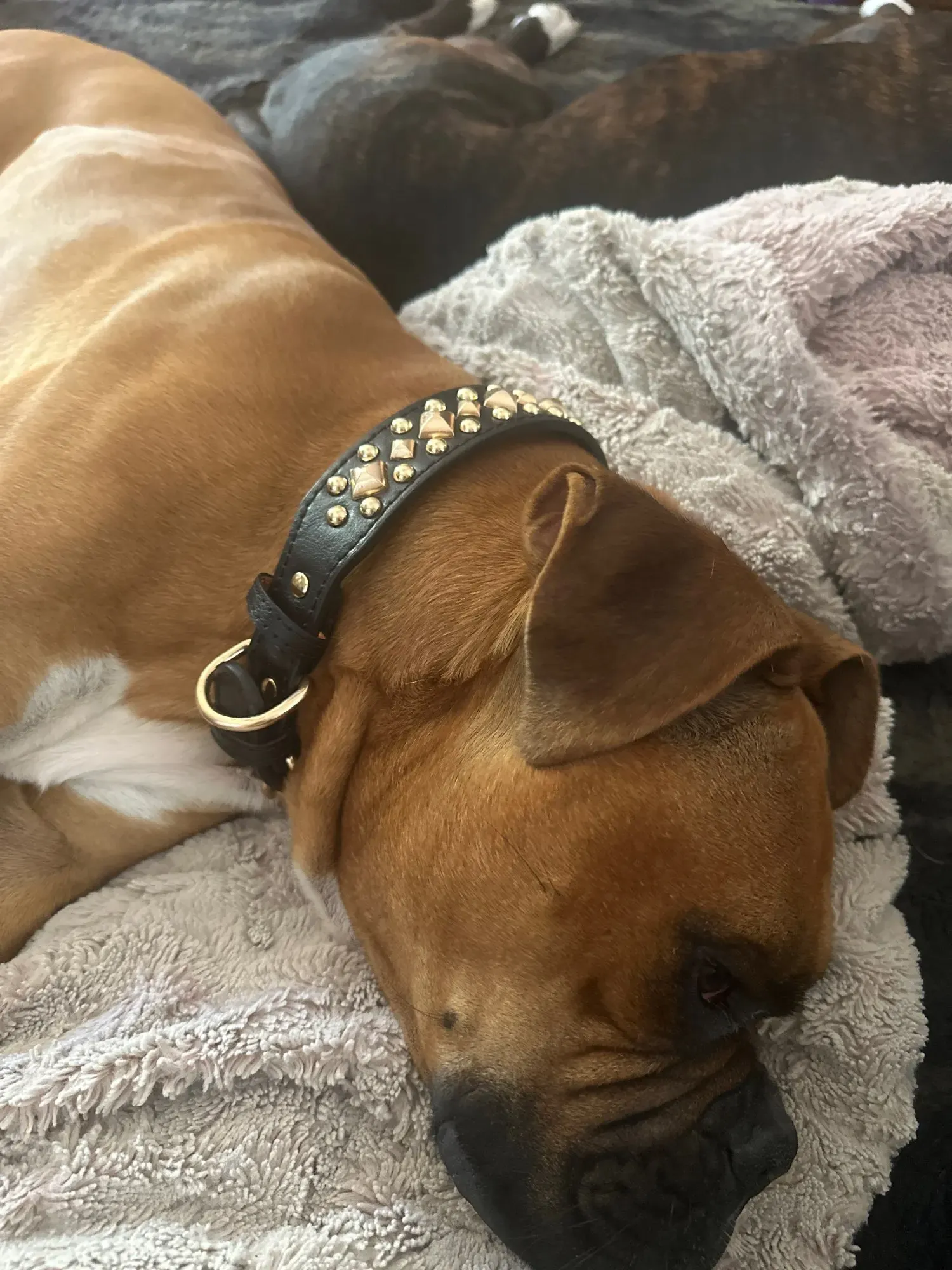 Collier pour Chien en Cuir Rock photo review