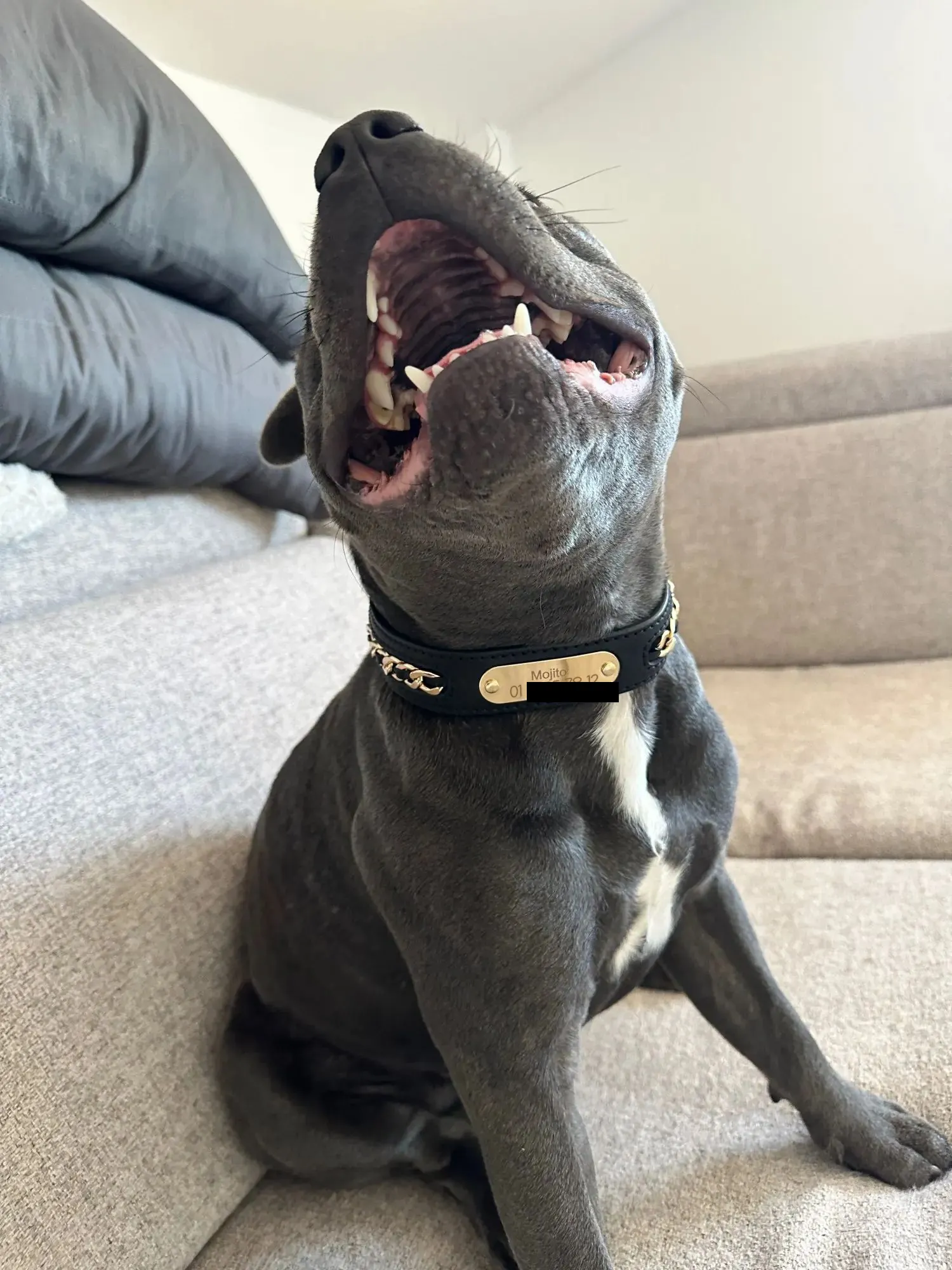 Collier Chien Cuir Personnalisé Punk photo review