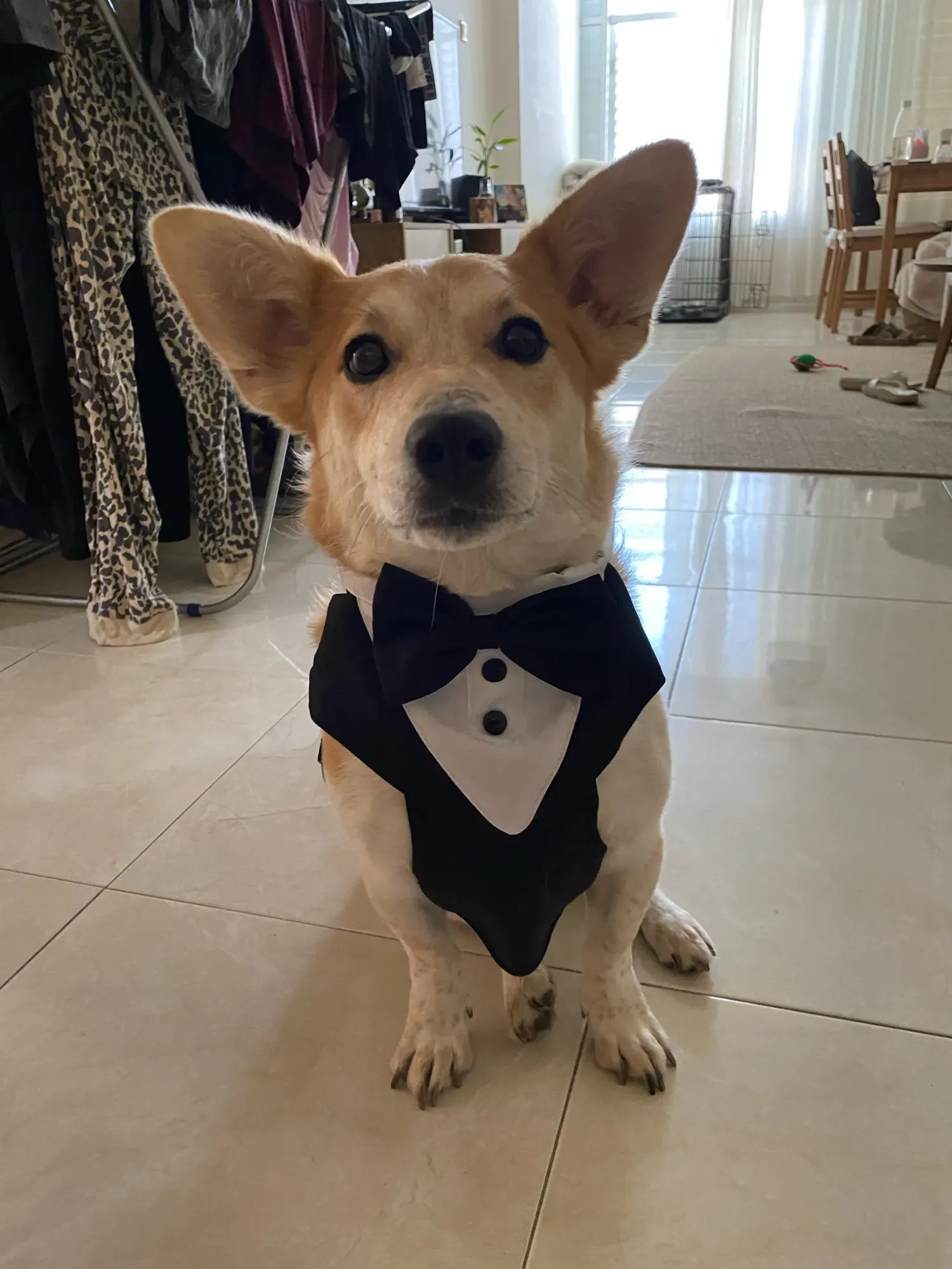 Harnais et Costume Mariage Pour Chien Bow Tie photo review