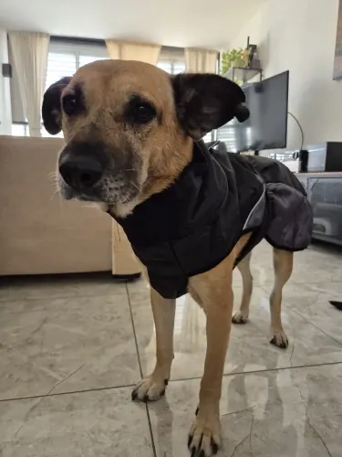 Manteau Imperméable Chien Äventyr photo review