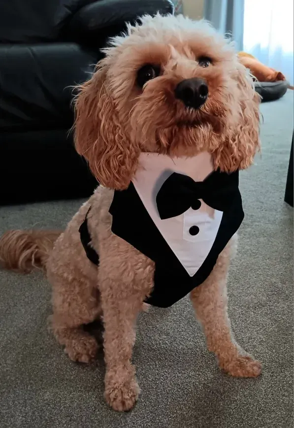 Harnais et Costume Mariage Pour Chien Bow Tie photo review