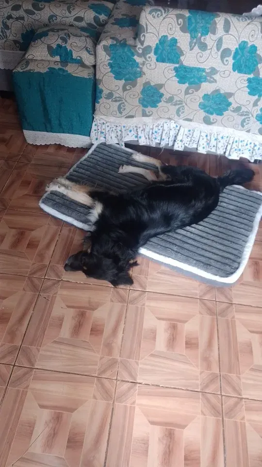 Matelas Pour Chien à Mémoire De Forme Traum photo review