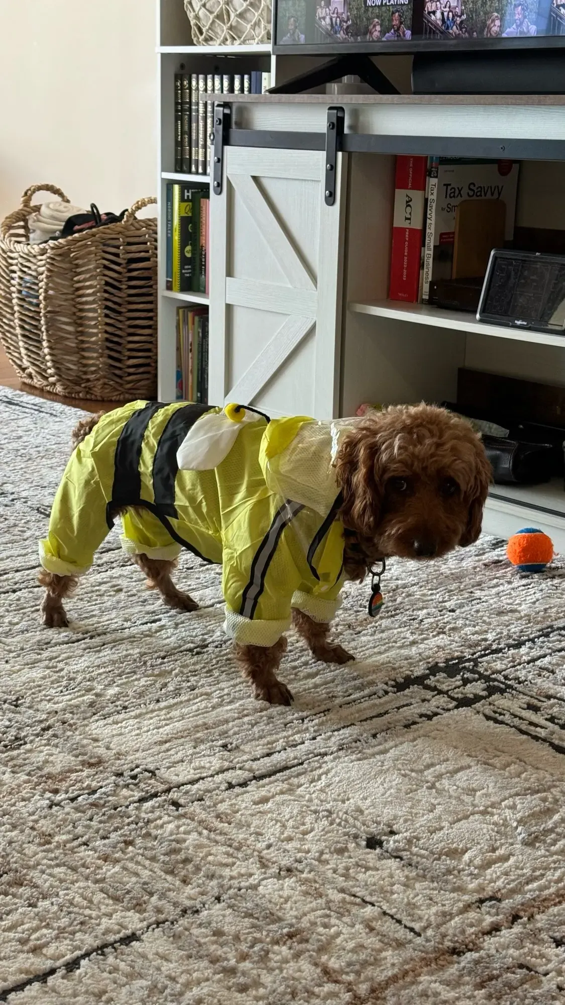 Imperméable Pour Petit Chien À Capuche Carino photo review