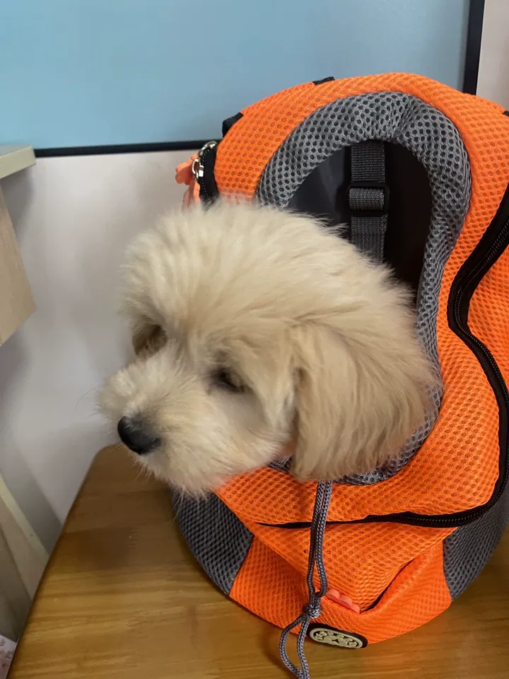 Sac De Transport Chien Vamos photo review