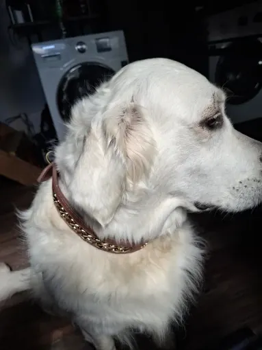 Collier Chien Cuir Personnalisé Punk photo review