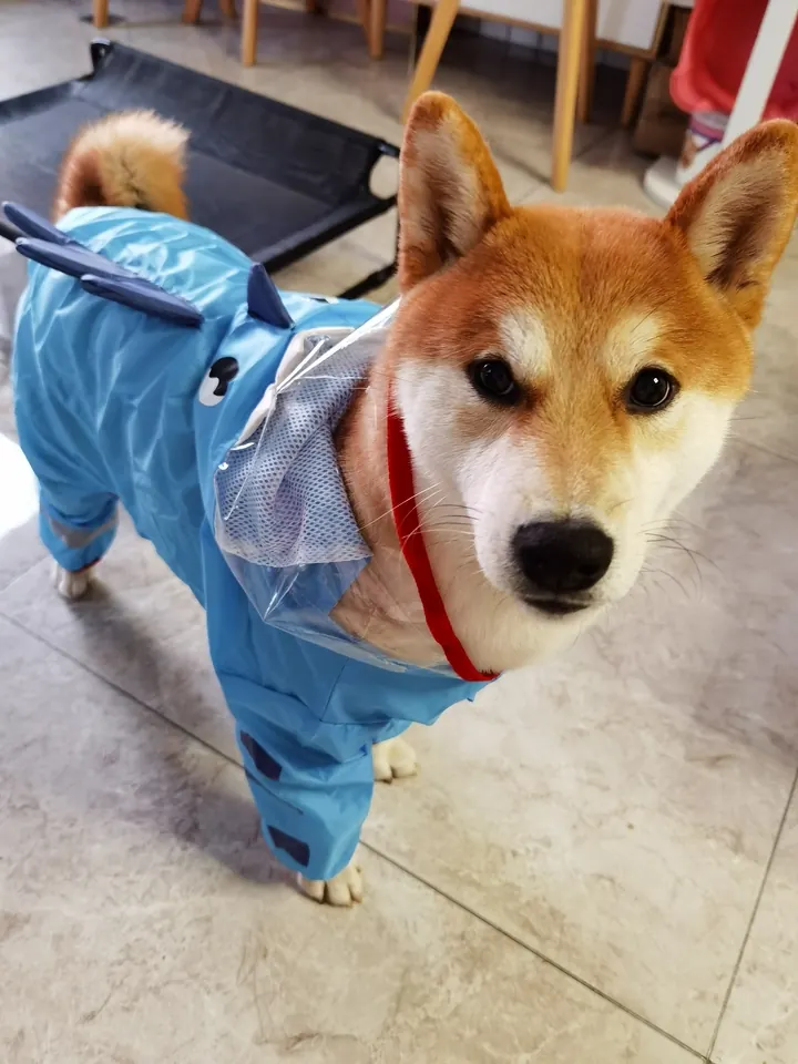 Imperméable Pour Grand Chien Dino photo review