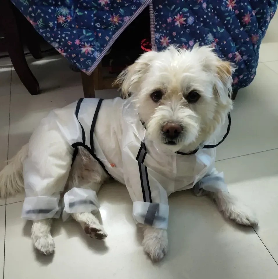 Imperméable Chien Petite Taille Under-Rain photo review