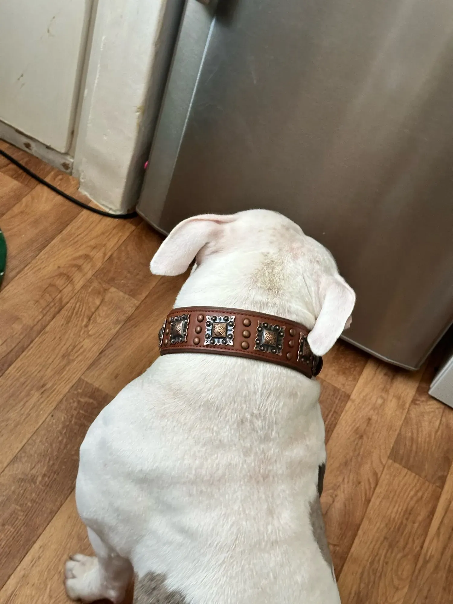 Collier Cuir Chien Bohème photo review