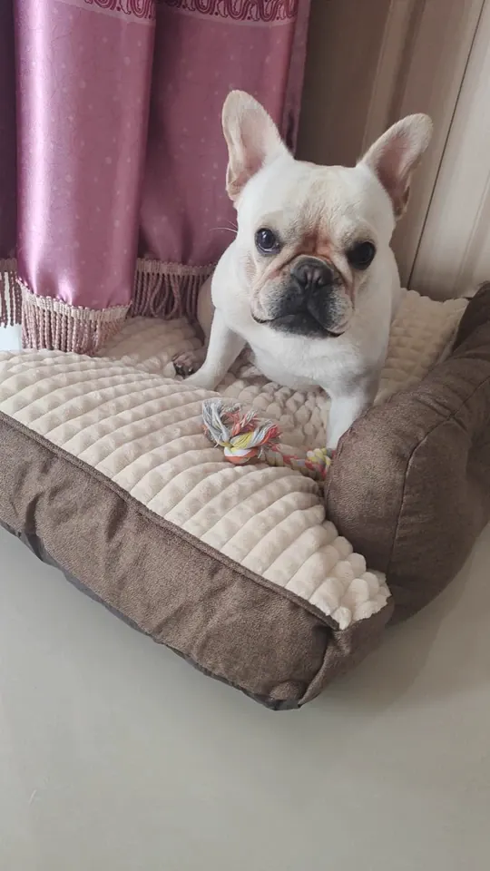 Lit & Coussin Pour Grand Chien 2 en 1 photo review