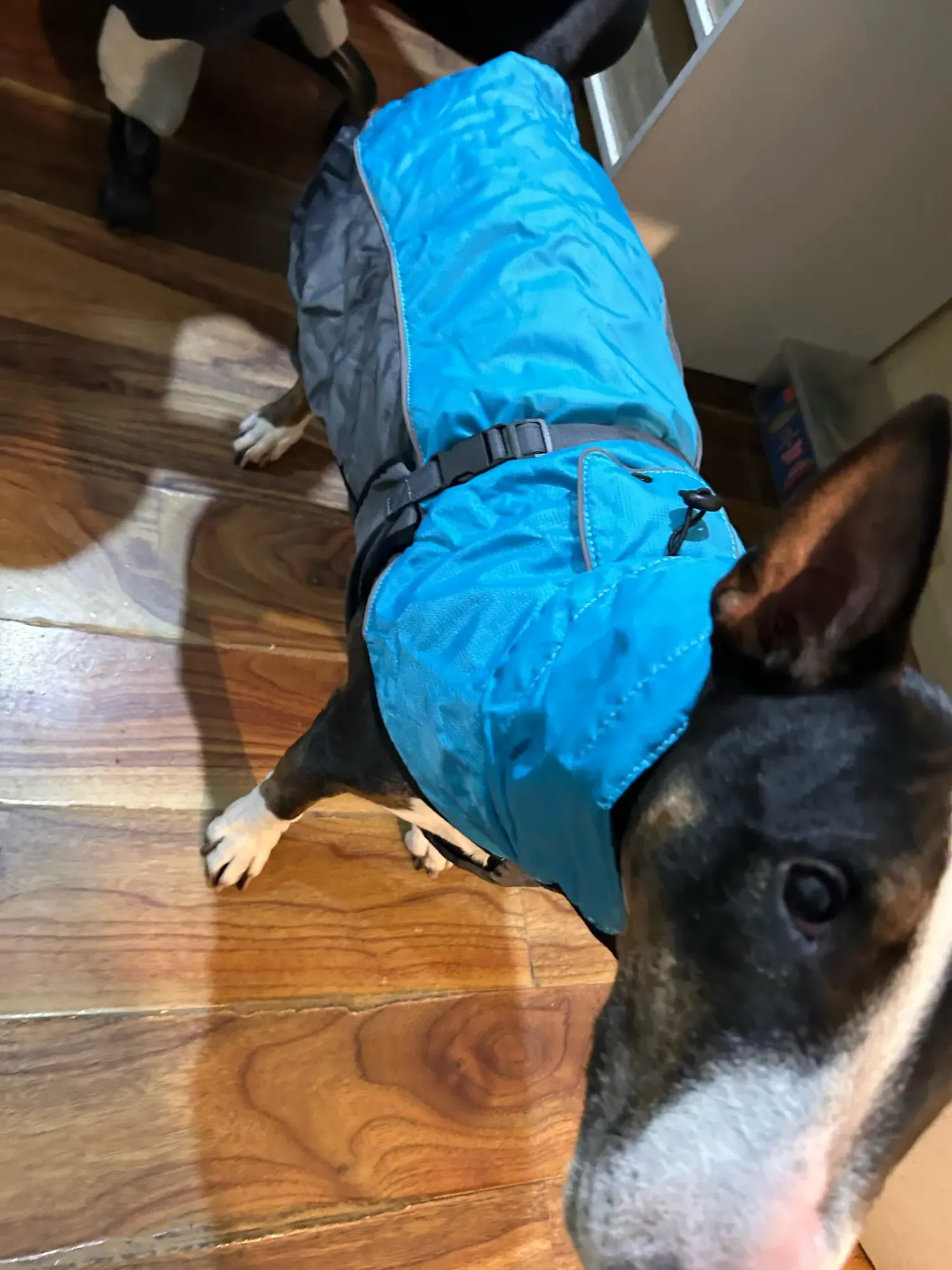 Manteau Imperméable Chien Äventyr photo review