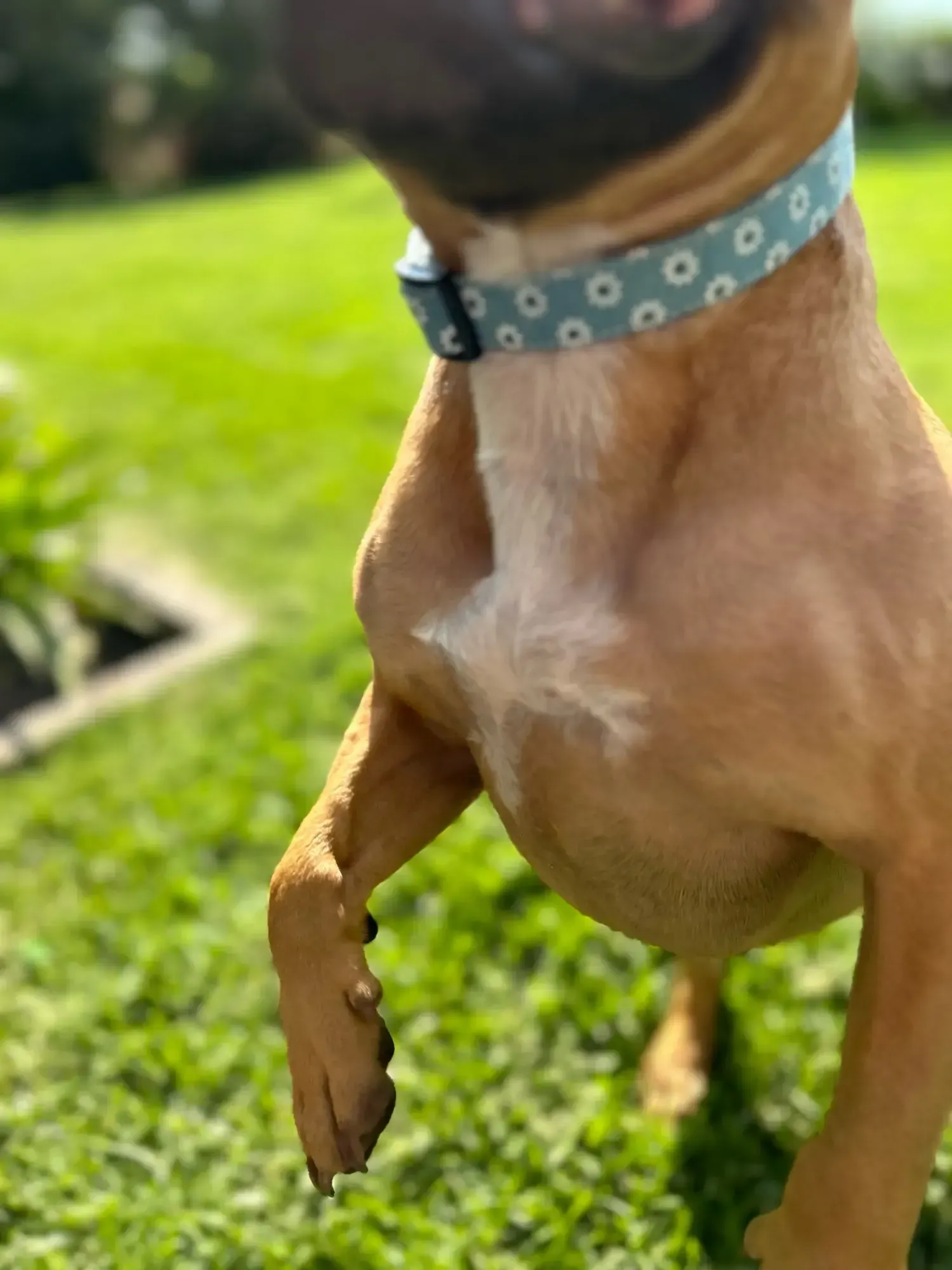 Collier Chien Original Flora photo review
