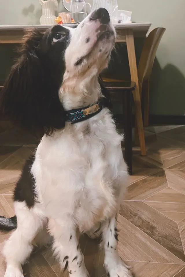 Collier Gravé Chien Multicolore Boho Brodé photo review