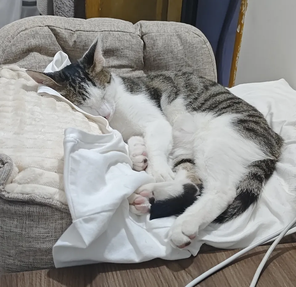 Lit & Coussin Pour Chats 2 en 1 photo review