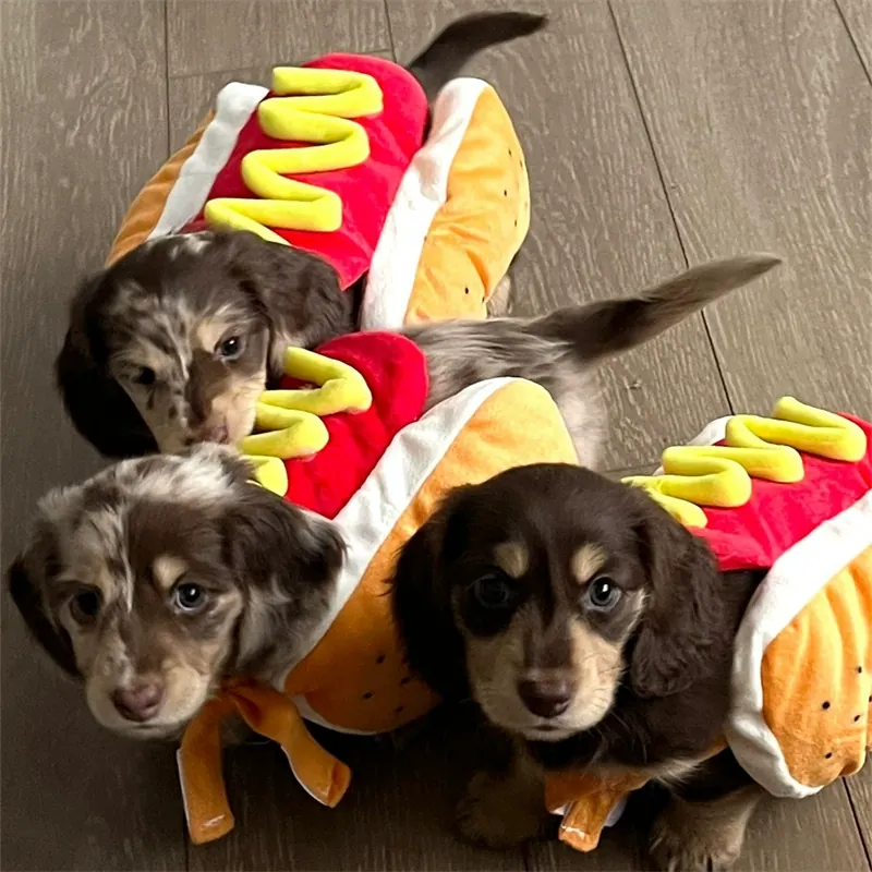 Costume Pour Chien Hotdog photo review