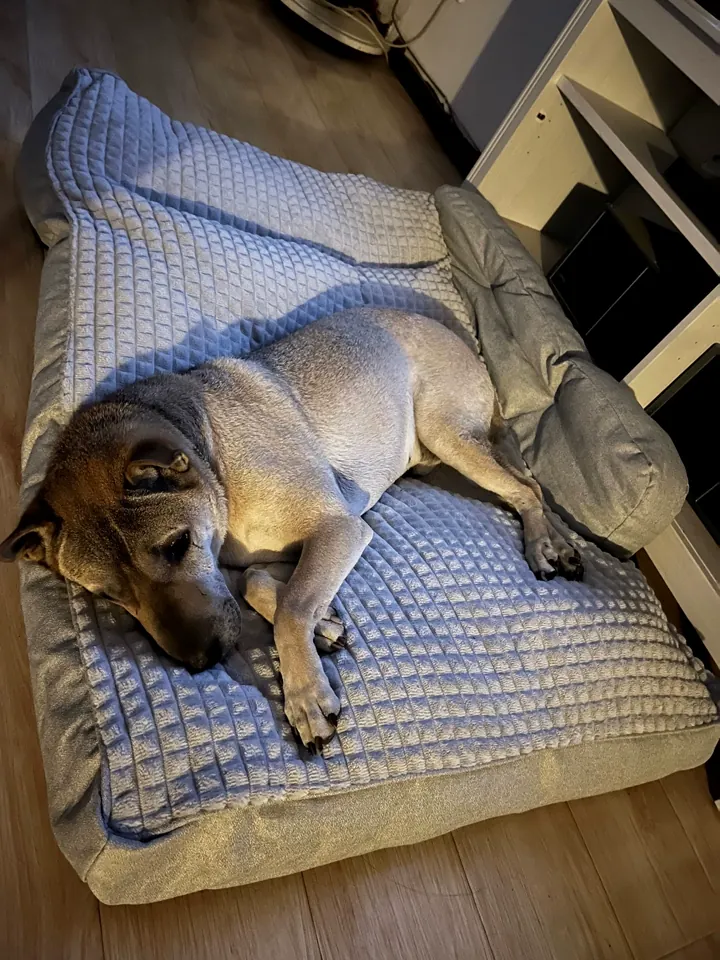Lit & Coussin Pour Grand Chien 2 en 1 photo review