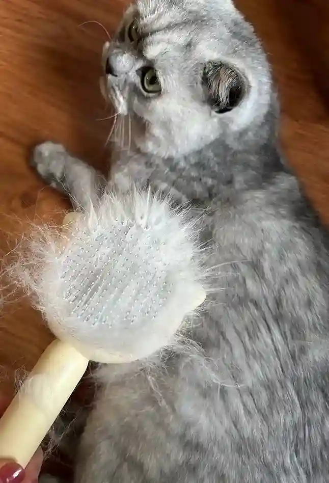 Brosse Pour Chat Magi photo review