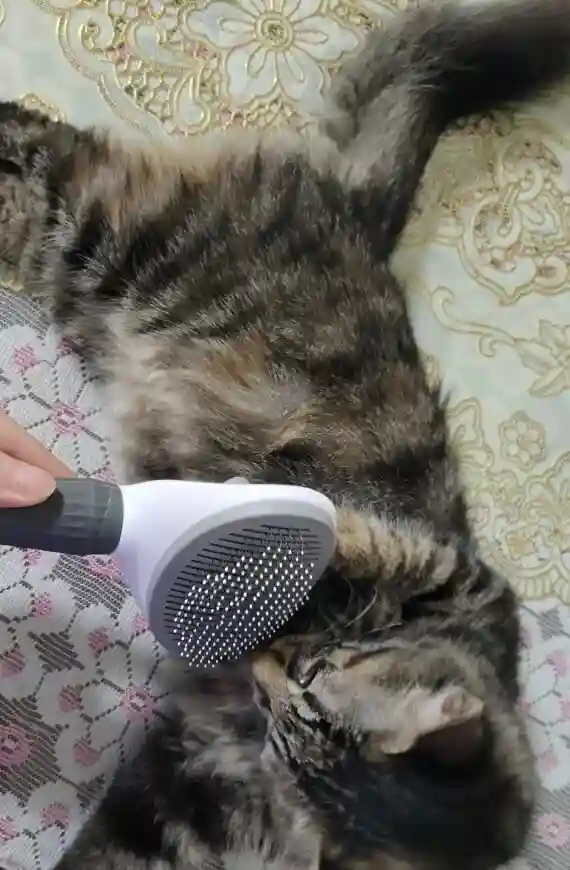 Brosse Chat Poil Long & Court Nwd pas cher photo review