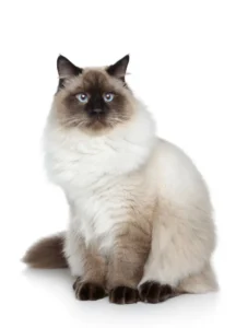 Un chat Birman debout, affichant une posture élégante et fière.