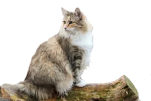 Un chat Norvégien de Forêt élégant debout sur un tronc d'arbre.